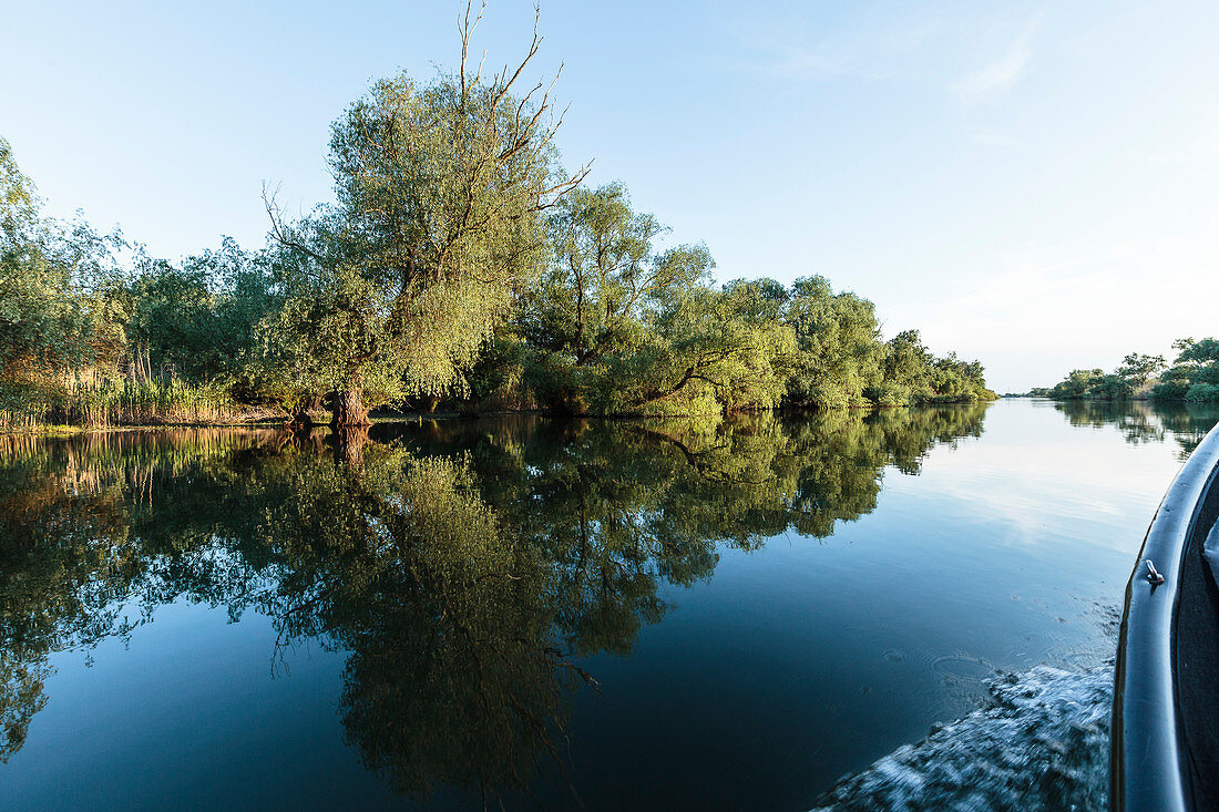 Donaudelta, Bootsfahrt im April, Uferweiden im Canalul Erache in der Abendsonne, Mila 23, Tulcea, Rumänien.