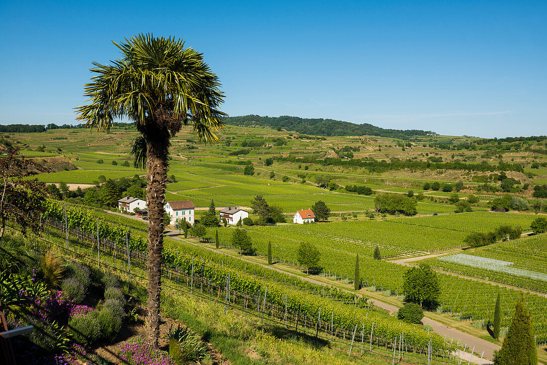 Weinberge, bei Ihringen, Kaiserstuhl, Baden-Württemberg, Deutschland