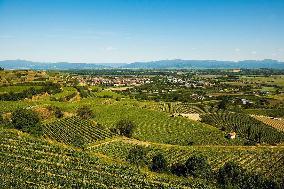 Vineyards and view of the Black Forest, near Ihringen, Kaiserstuhl, Baden-Württemberg, Germany