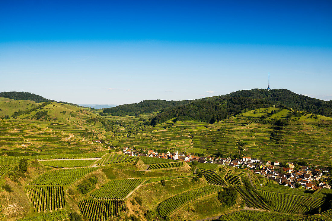 Vineyards, near Oberbergen, Kaiserstuhl, Baden-Württemberg, Germany