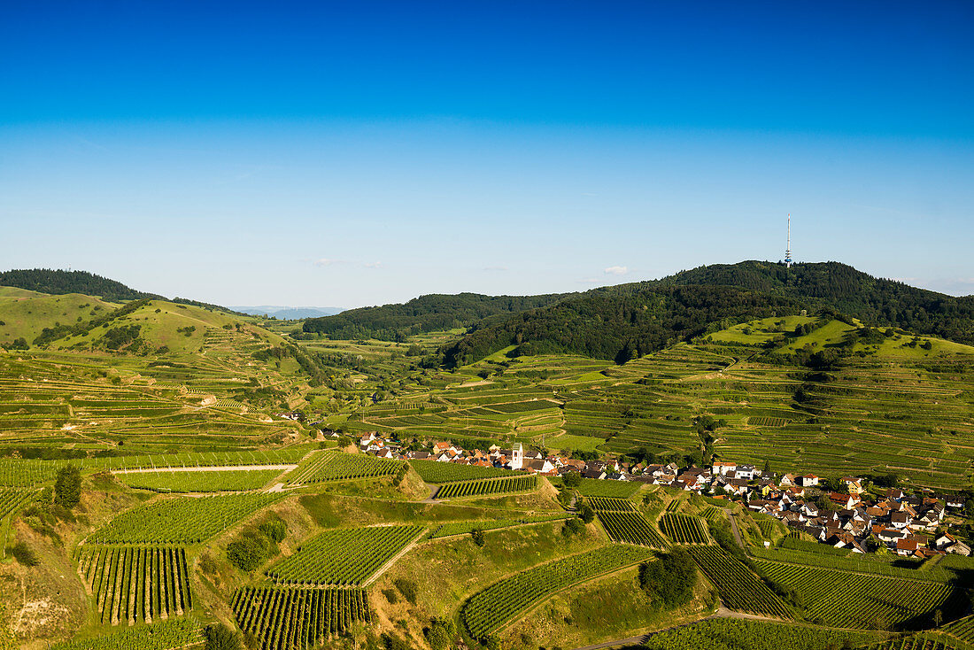 Weinberge, bei Oberbergen, Kaiserstuhl, Baden-Württemberg, Deutschland