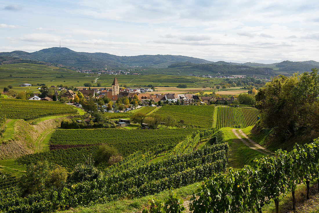 Wine-growing village and vineyards, Burkheim, Vogtsburg, Kaiserstuhl, Baden-Württemberg, Germany