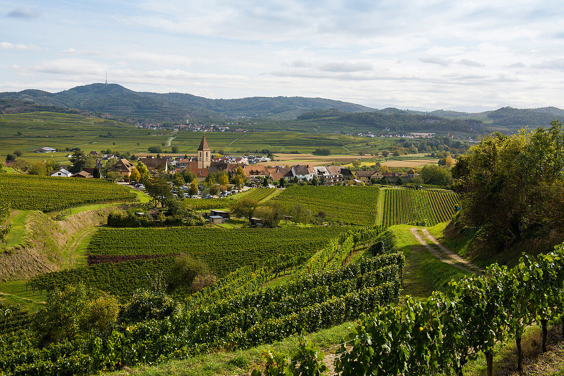 Winzerdorf und Weinberge, Burkheim, Vogtsburg, Kaiserstuhl, Baden-Württemberg, Deutschland