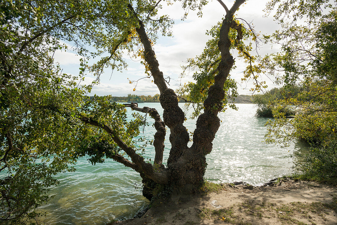 Burkheimer Baggersee, Burkheim, Vogtsburg, Kaiserstuhl, Baden-Württemberg, Germany