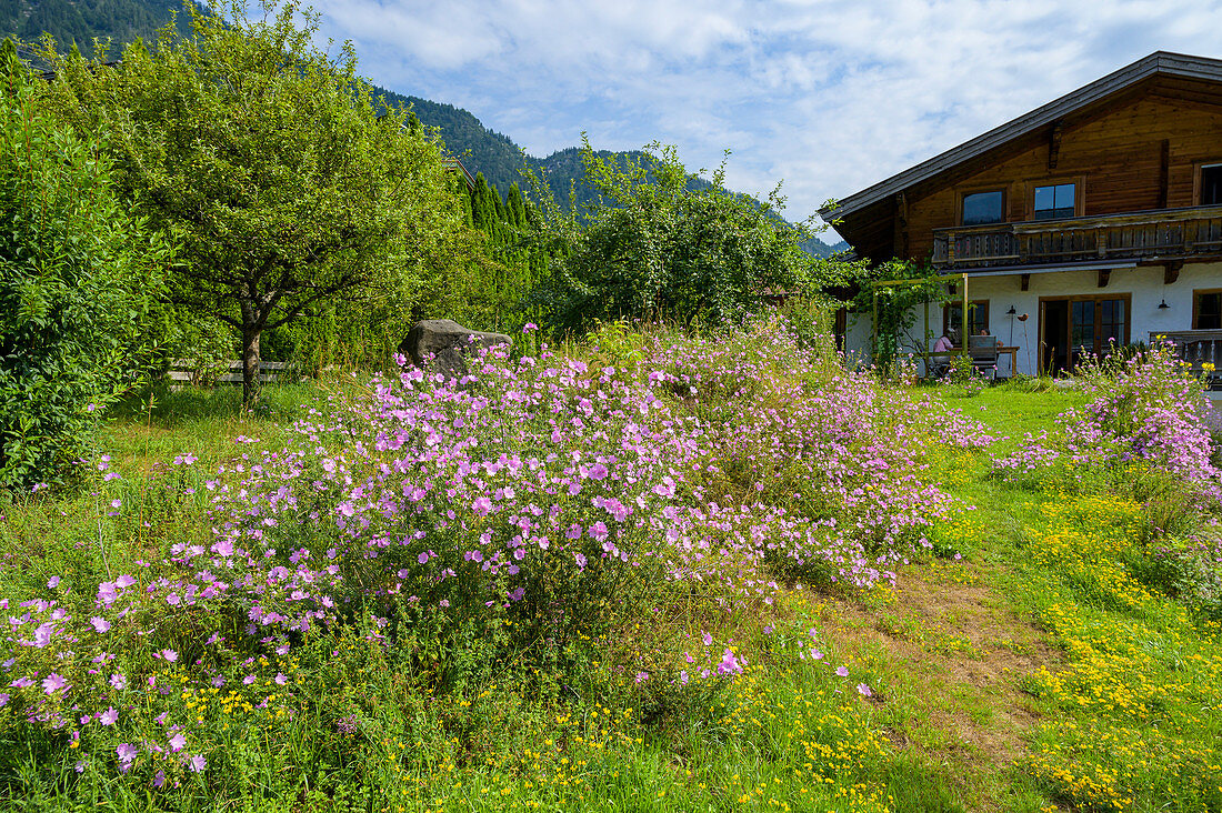 Pink flowers in a cottage garden in Austria, homemade with herbs from your own garden