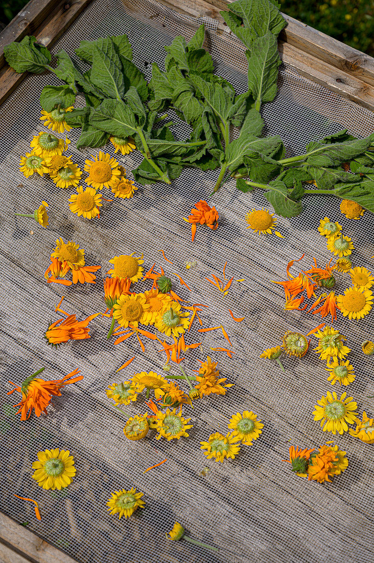 Herbs and flowers on drying grids, homemade with herbs from your own garden