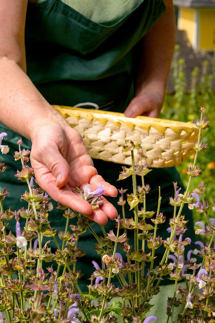 Frau beim Kräuter sammeln, Selbstgemachtes mit Kräutern aus dem eigenen Garten