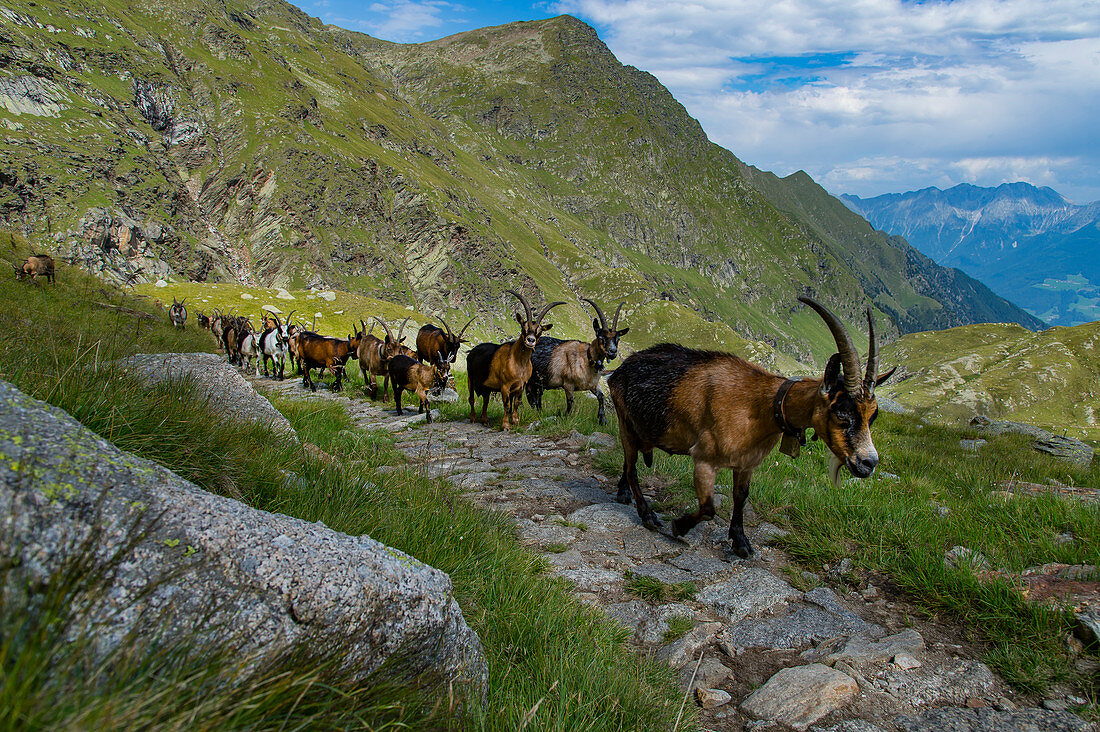 In the South Tyrolean Texel Group Nature Park, the high alpine pastures are farmed with goats, sheep and individual cattle, just like around the Oberkaseralm.