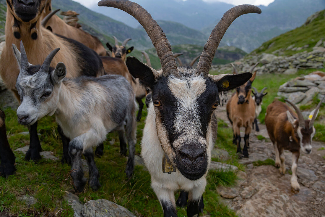 Ziegen an der Oberkaseralm, Naturpark Texelgruppe, Südtirol, Italien