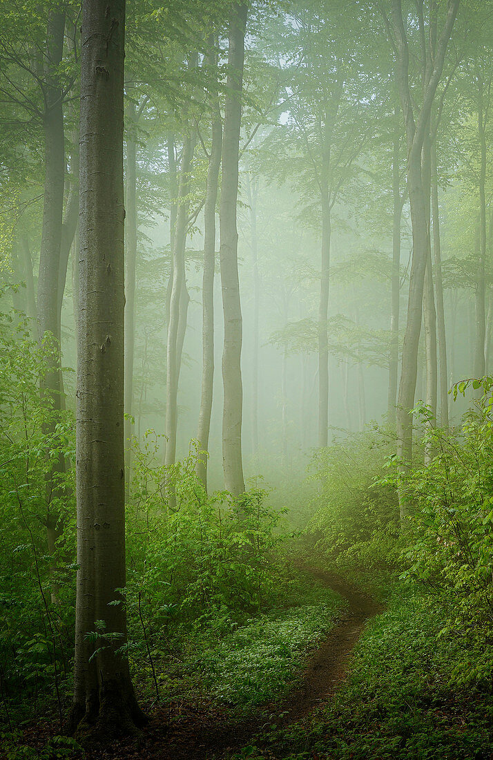 Nebel im frühlingshaften Buchenwald, Wald bei Baierbrunn, Bayern, Deutschland