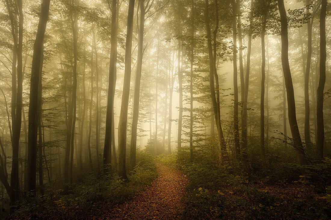 Herbst im Buchenwald, Wald bei Baierbrunn, Bayern, Deutschland