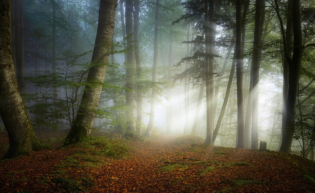 November morning in the beech forest, Baierbrunn, Bavaria, Germany