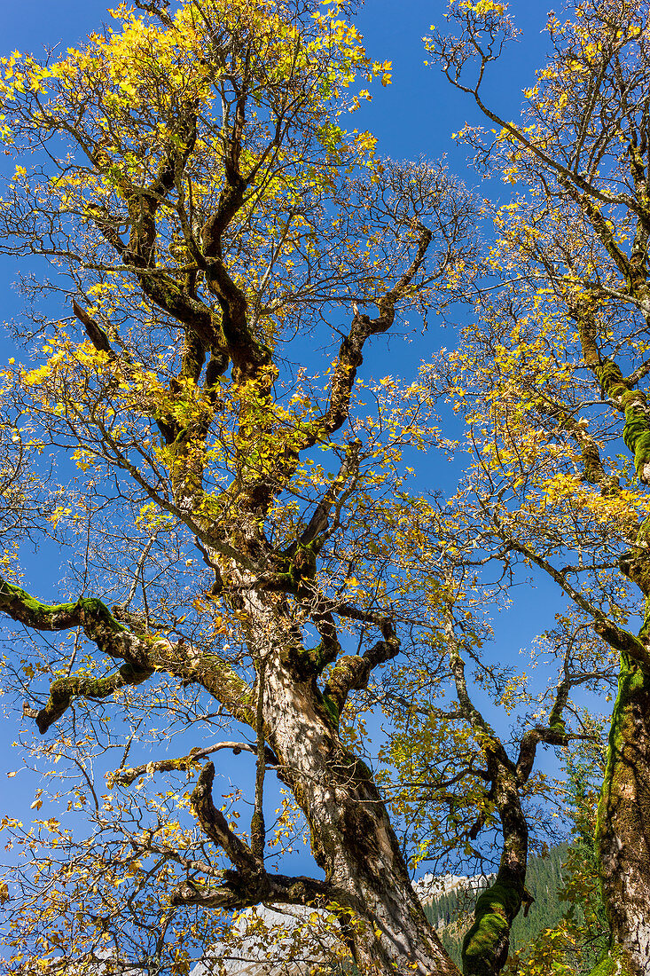Sycamore maple in October, Hinterriß, Tyrol, Austria