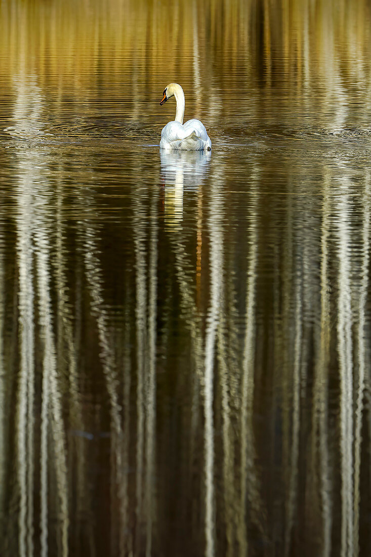 Swan is reflected in the moor lake; Weilheim, Bavaria, Germany