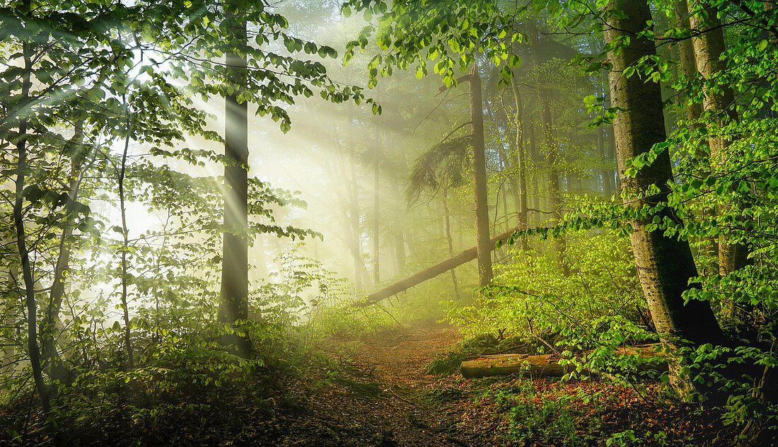 Morgennebel im Buchenwald im Frühling, Wald bei Baierbrunn, Bayern, Deutschland