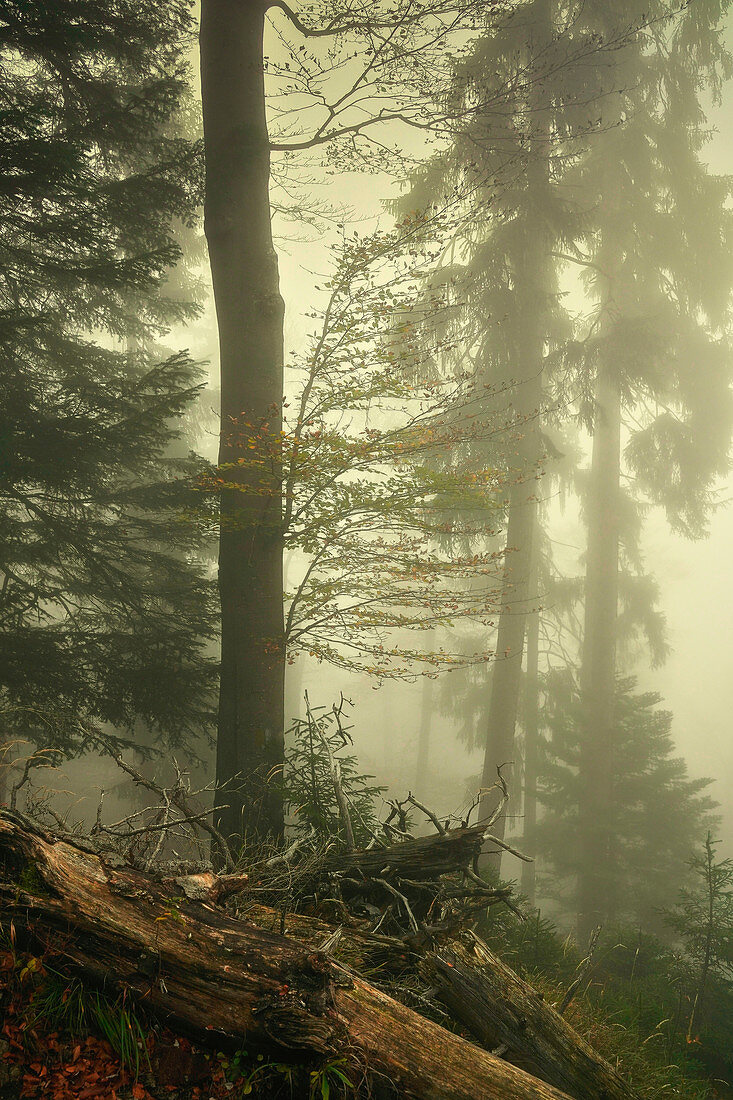 Dichter Nebel im Bergwald, Wald bei Kochel am See, Bayern, Deutschland