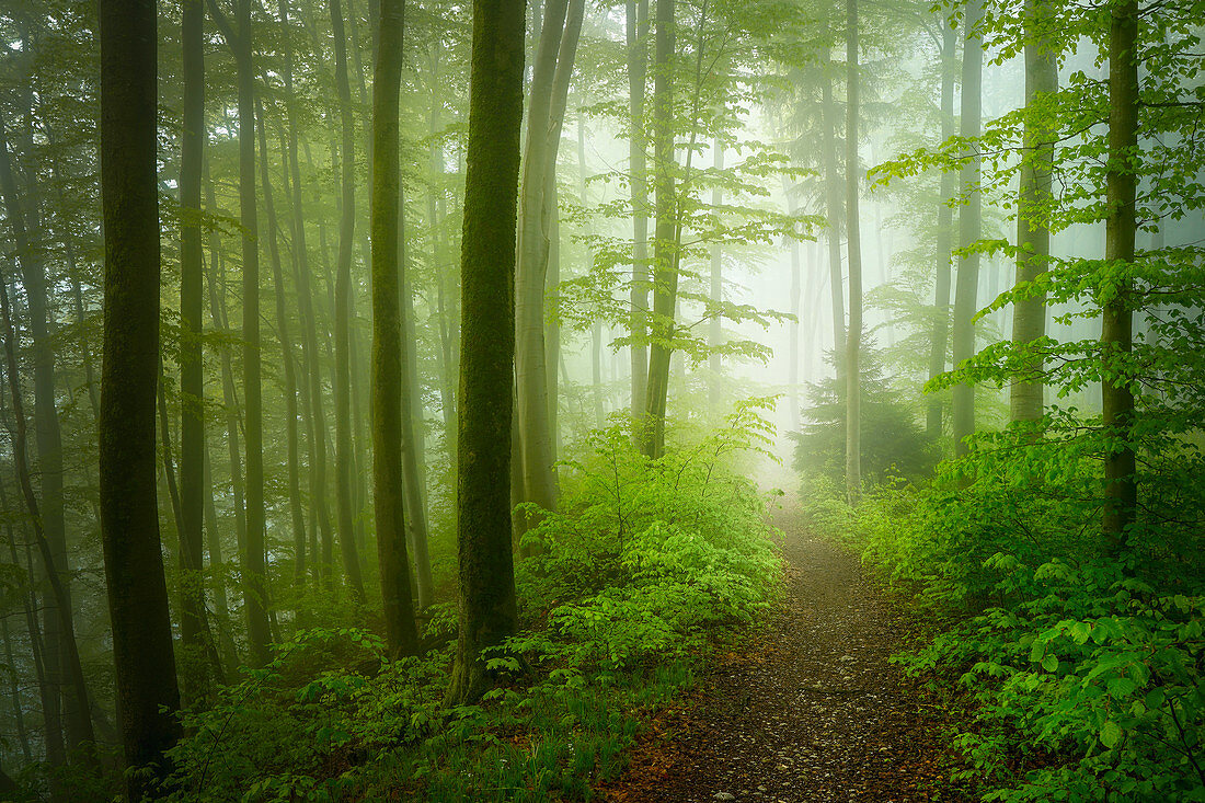Weg morgens in einem Laubwald, Wald in Bayern, Deutschland