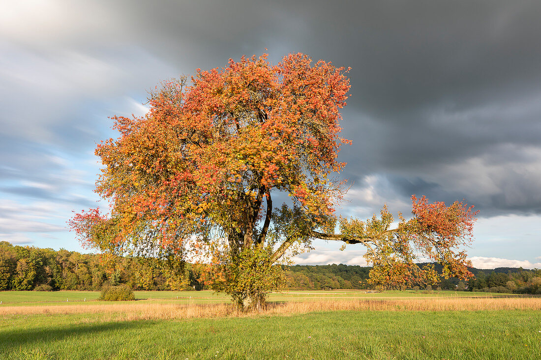 Herbstlicher Zwetschgenbaum auf den Holzwiesen bei Birklingen, Iphofen, Kitzingen, Unterfranken, Franken, Bayern, Deutschland, Europa