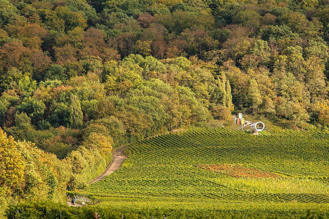 Der Aussichtspunkt Terrior f in den Rödelseer Weinbergen, Kitzingen, Unterfranken, Franken, Bayern, Deutschland, Europa