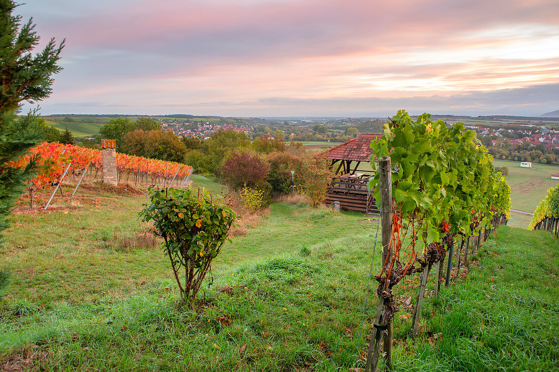 Vineyards near Sulzfeld in autumnal dress, Kitzingen, Lower Franconia, Franconia, Bavaria, Germany, Europe