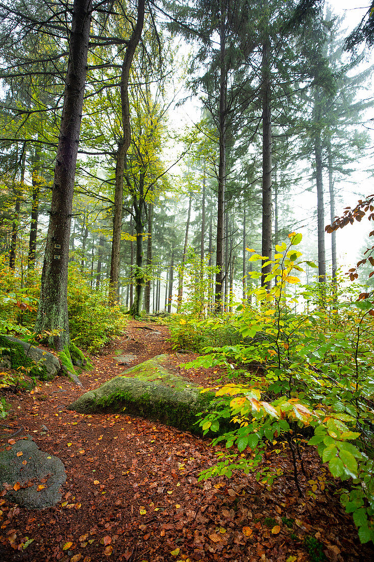 Autumn in the Steinwald Nature Park, Erbendorf, Tirschenreuth, Upper Palatinate, Bavaria, Germany