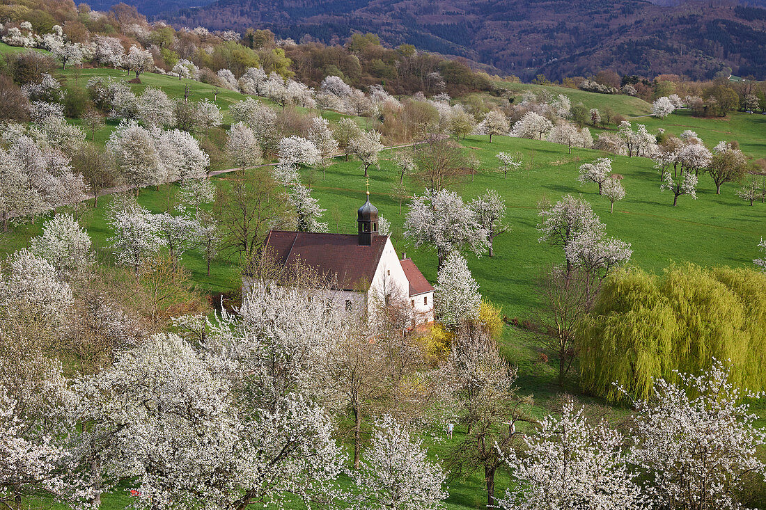 Berghauser Kapelle inmitten von blühenden Kirschbäumen auf den Berghauser Matten bei Ebringen, Breisgau, Baden-Württemberg, Deutschland, Europa