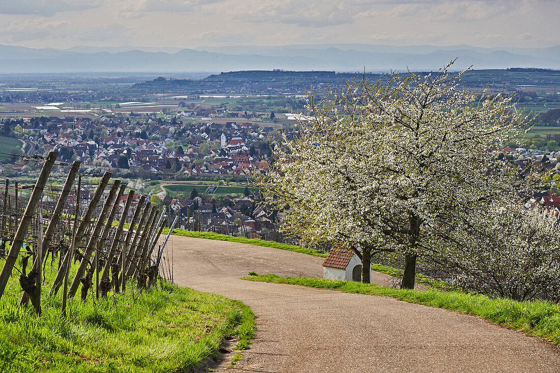 View from Ehaben with cherry blossom to Schallstadt and Tuniberg, Breisgau, Baden-Wuerttemberg, Germany, Europe