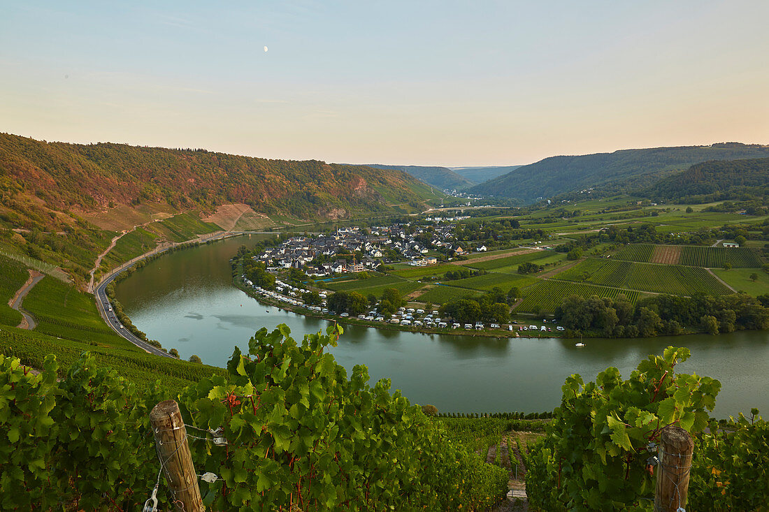 View on summer evening from the Kröver Nacktarsch vineyard over the Moselle to Wolf, Rhineland-Palatinate, Germany, Europe