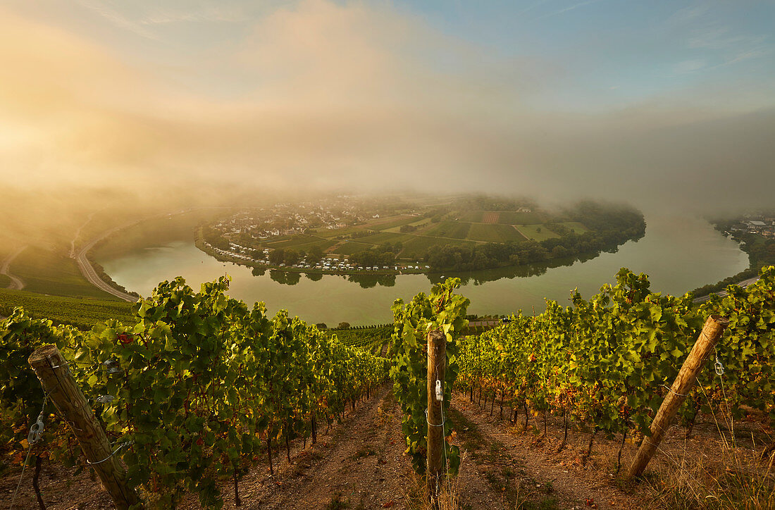 Blick bei Sonnenaufgang aus der Weinlage Kröver Nacktarsch auf die Moselschleife von Kröv, Rheinland-Pfalz, Deutschland, Europa