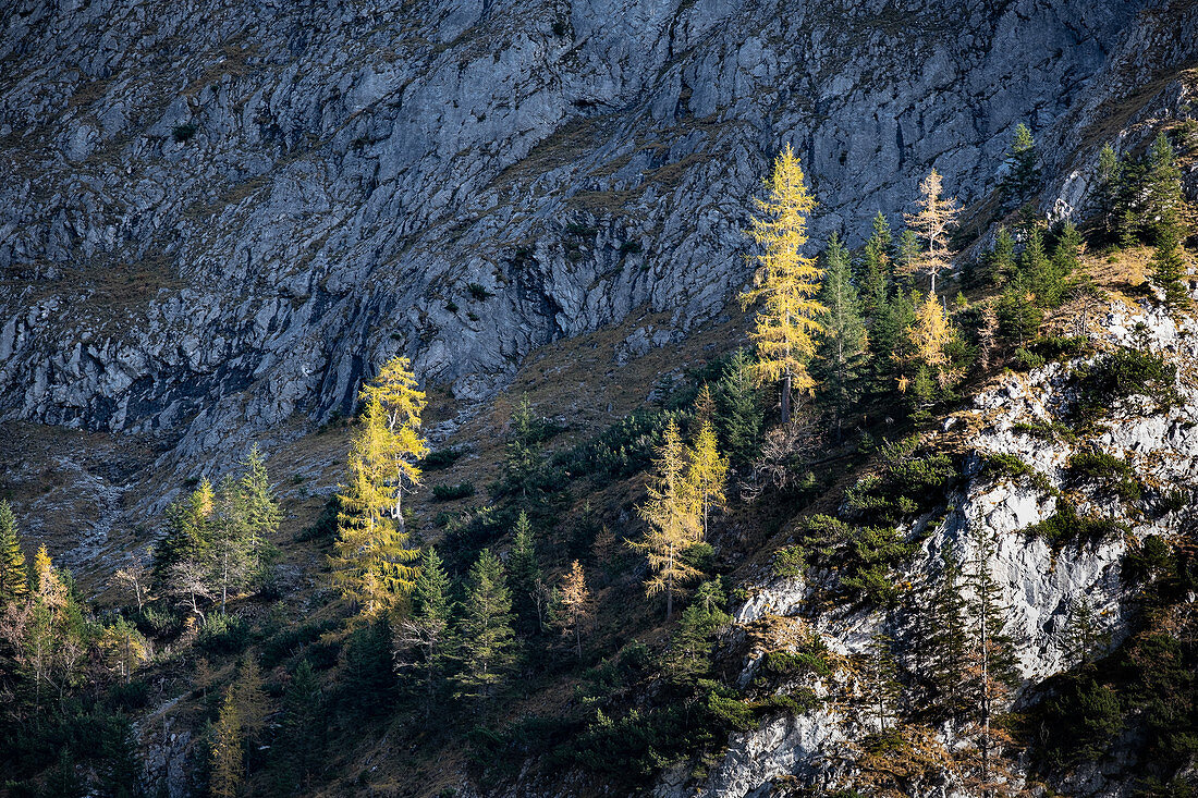 Blick auf eine gelbe Lärche in der Berglanschaft des Karwendel im Herbst, Ahornboden, Hinterriß, Tirol, Österreich, Europa