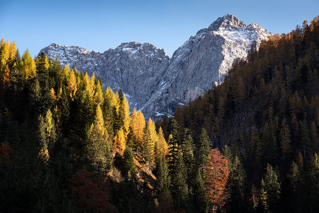 View of the Karwendel massif, in the Vordergund autumn forest, Ahornboden, Hinterriß, Tyrol, Austria, Europe