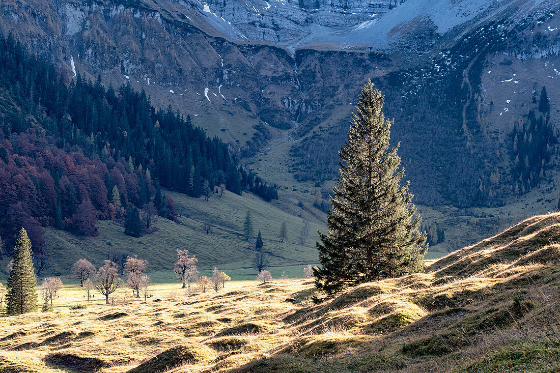 Blick auf eine Tanne vor einer Felswand im Karwendel im Herbst, Ahornboden, Hinterriß, Tirol, Österreich, Europa