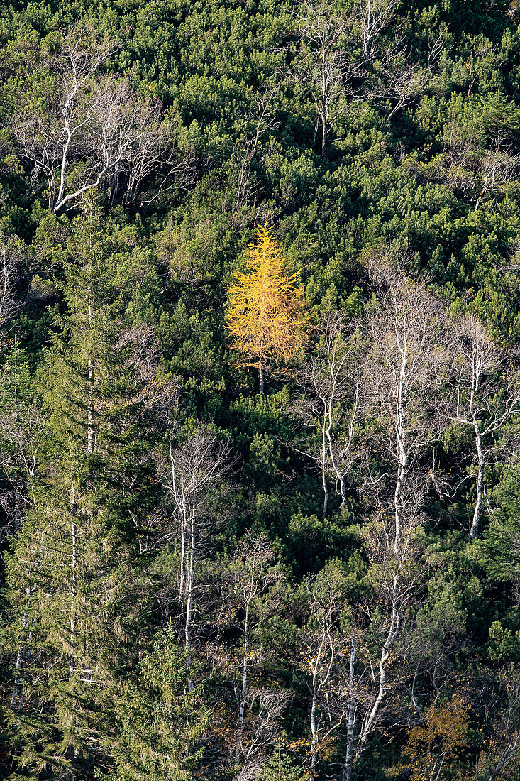 Blick auf eine gelbe Lärche in der Berglanschaft des Karwendel im Herbst, Ahornboden, Hinterriß, Tirol, Österreich, Europa