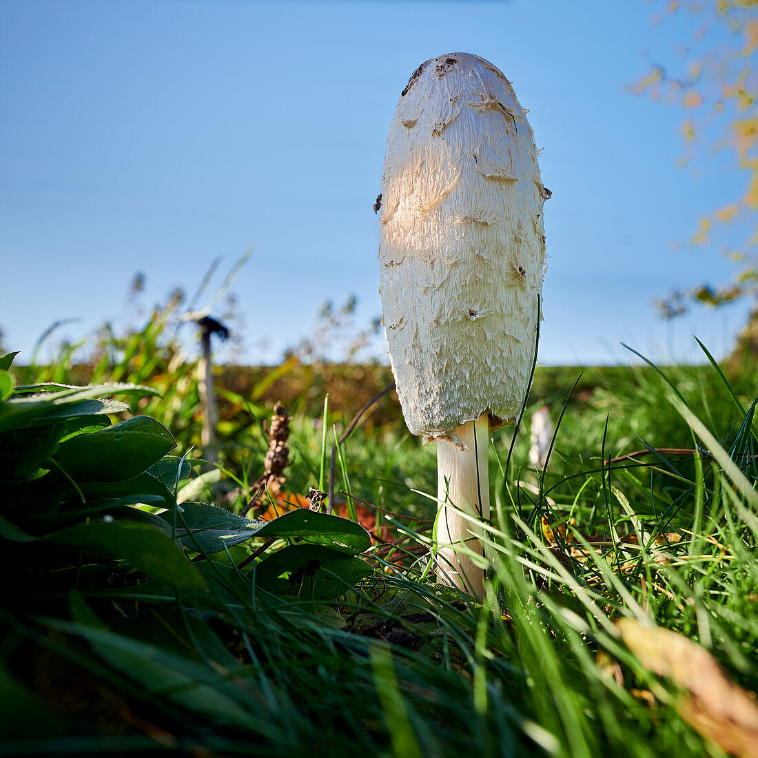 Mushroom in the sunlight, Unkel, Germany