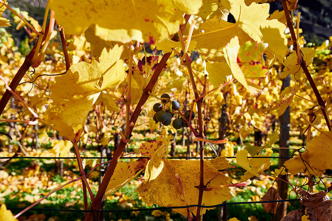 Autumn vineyard on the Middle Rhine, Unkel, Germany