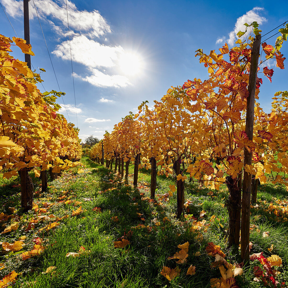 Herbstlicher Weinberg am Mittelrhein, Unkel, Deutschland