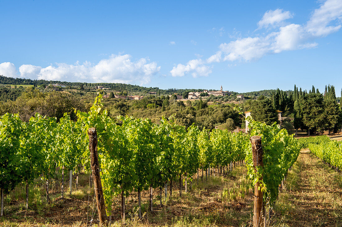 View of San Gusmé, Siena, vineyards in Tuscany, Italy