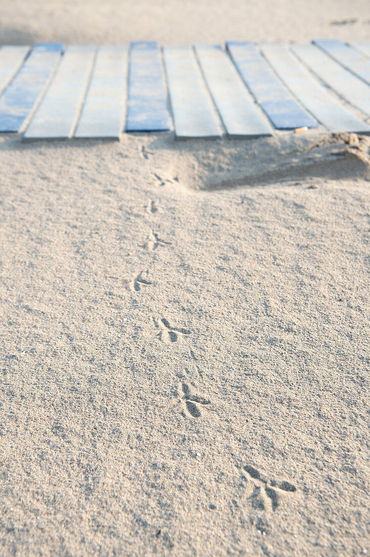 Spuren im Sand von einem Vogel, Detail, Strand im Sommer, Forte dei Marmi, Toskana, Italien