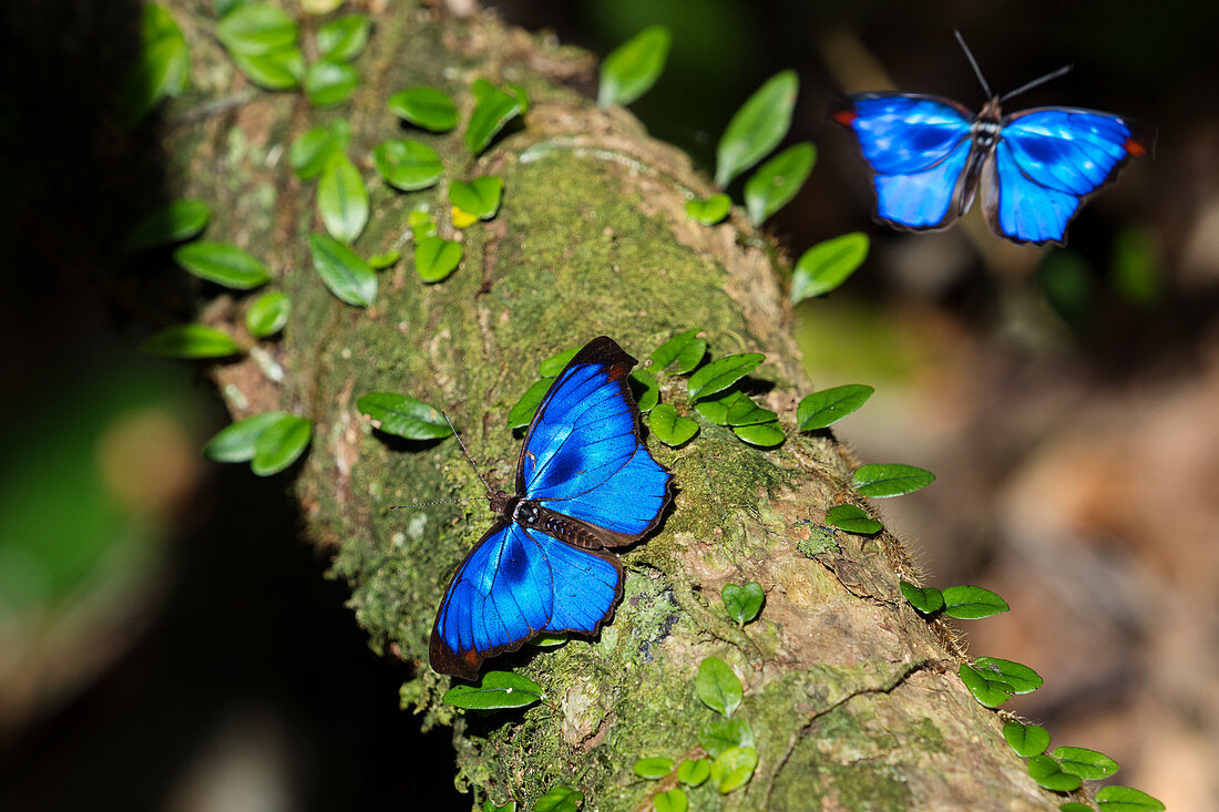 Butterflies warm in the morning sun, Myscelia orsis, Mata Atlantica, Bahia, Brazil, South America