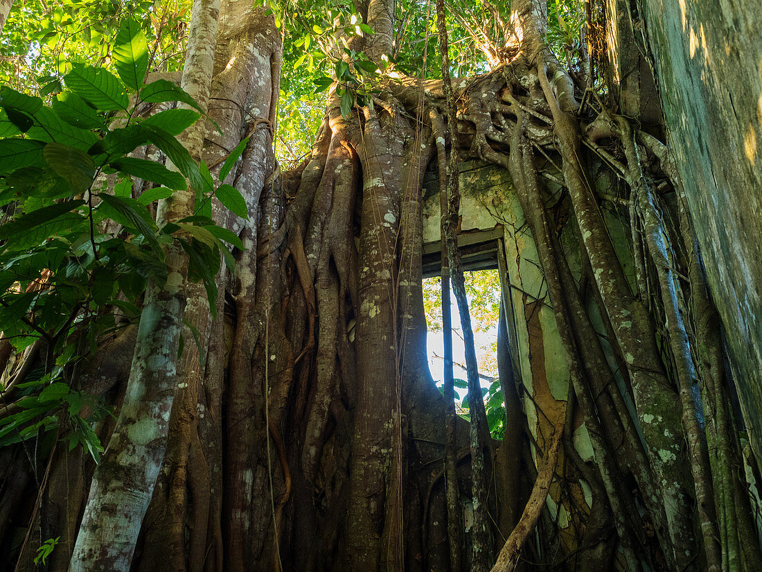 Strangler fig overgrown ruin, Ficus sp., Coastal rainforest, Mata Atlantica, Bahia, Brazil South America