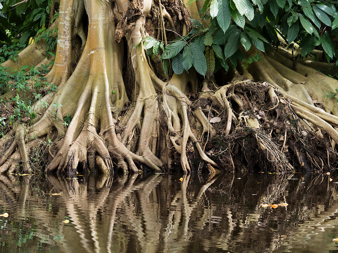 Wurzeln eines Regenwaldbaumes, Regenwald am Amazonas, Amazonasbecken, Brasilien, Südamerika