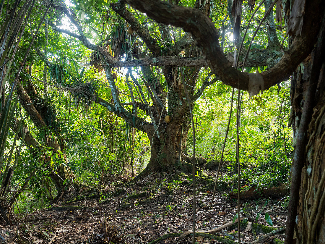 Jackfruit tree, Artocarpus heterophyllus, coastal rainforest, Mata Atlantica, Bahia, Brazil, South America