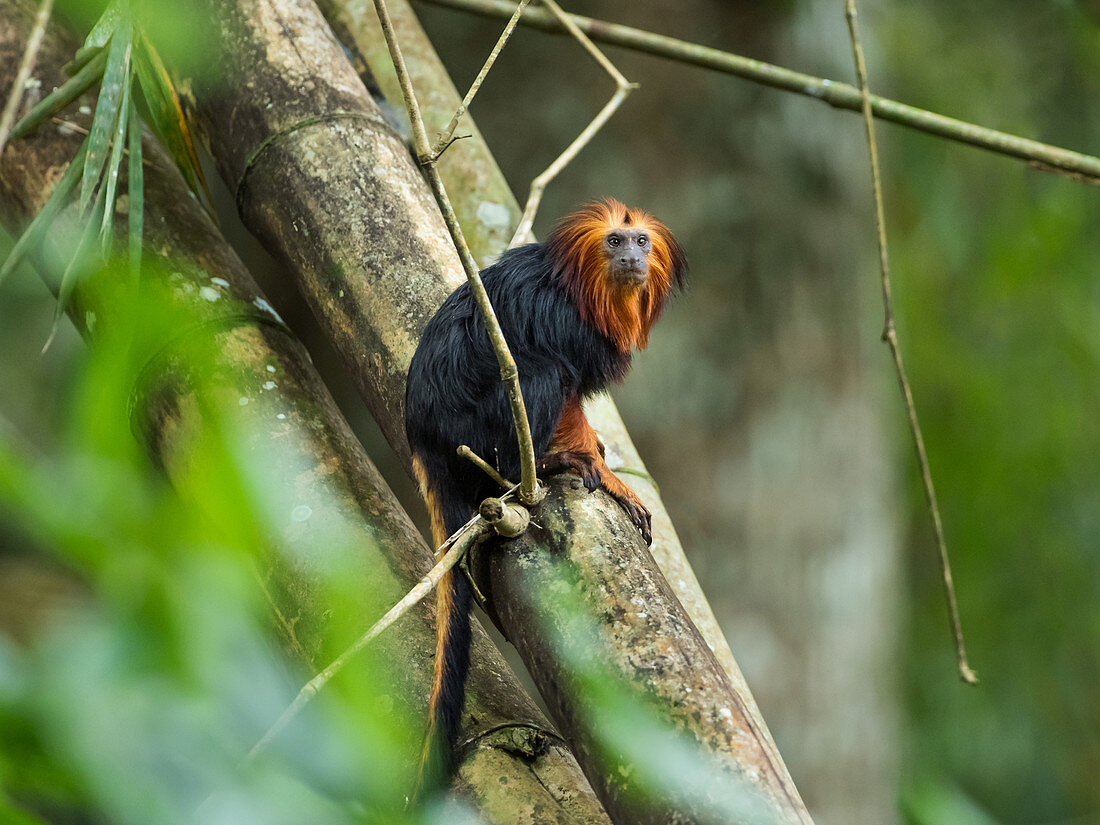 Goldkopf-Löwenäffchen, Leontopithecus chrysomelas, Küstenregenwald, Mata Atlantica, Bahia, Brasilien, Südamerika