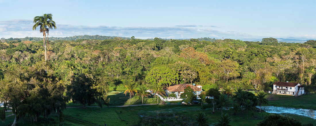 Almada Farm in the coastal rainforest, Mata Atlantica, Bahia, Brazil, South America