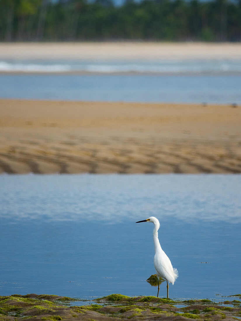 Schmuckreiher am Strand, Egretta thula, Insel Boipeba, Bahia, Brasilien, Südamerika