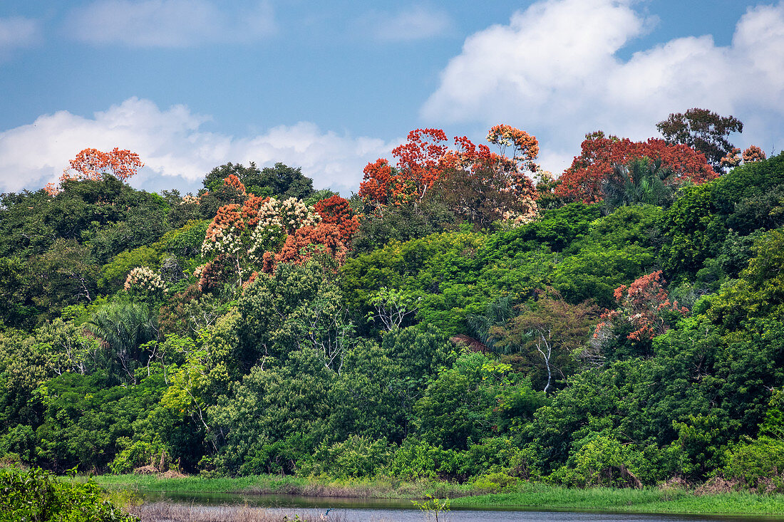 Blühender Regenwald am Amazonas, Brasilien, Südamerika