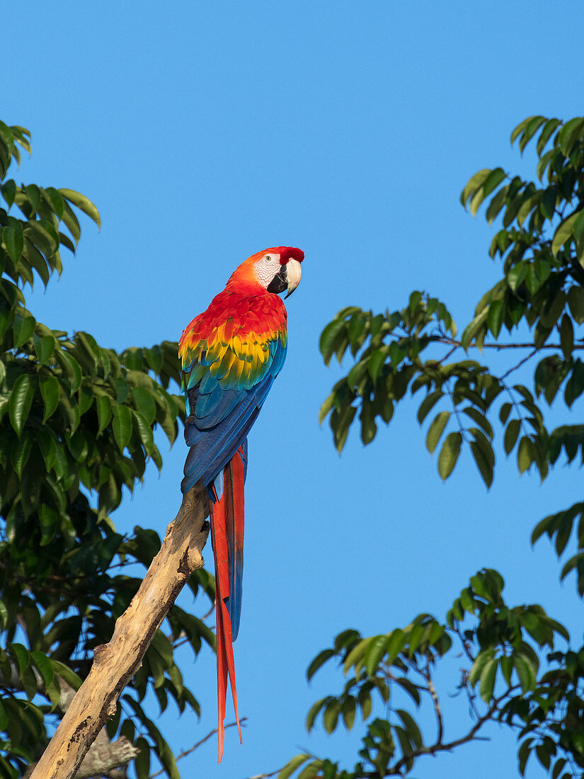 Hellroter Ara, Ara macao, Regenwald, Amazonasbecken bei Manaus, Brasilien, Südamerika