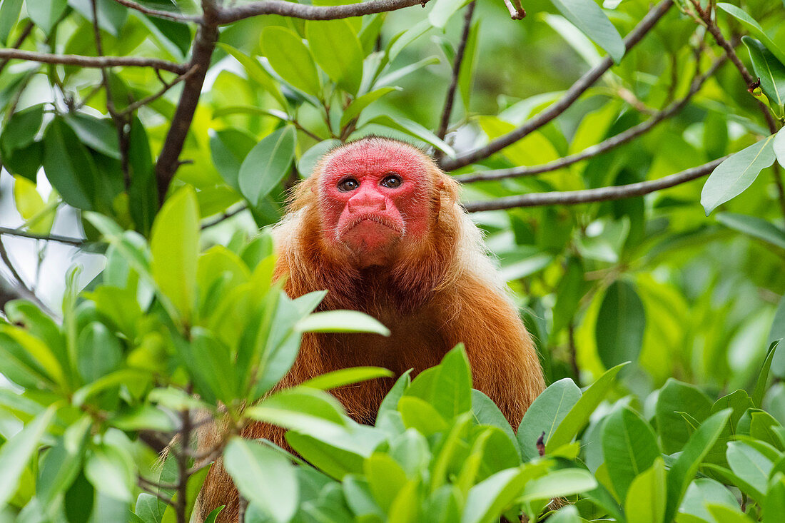 Rotkopfuakari, Weibchen, Cacajao calvus, Regenwald, Amazonas, Amazonasbecken, Amazonien, Brasilien, Südamerika