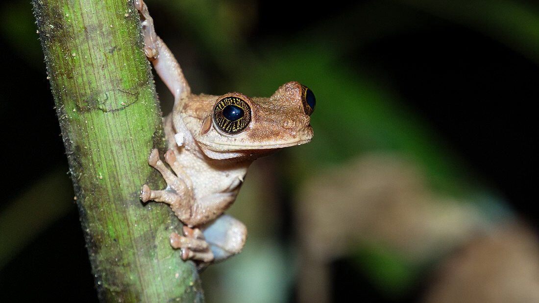 Frog in the Amazon rainforest near Manaus, Osteocephalus oophagus, Amazon basin, Brazil, South America