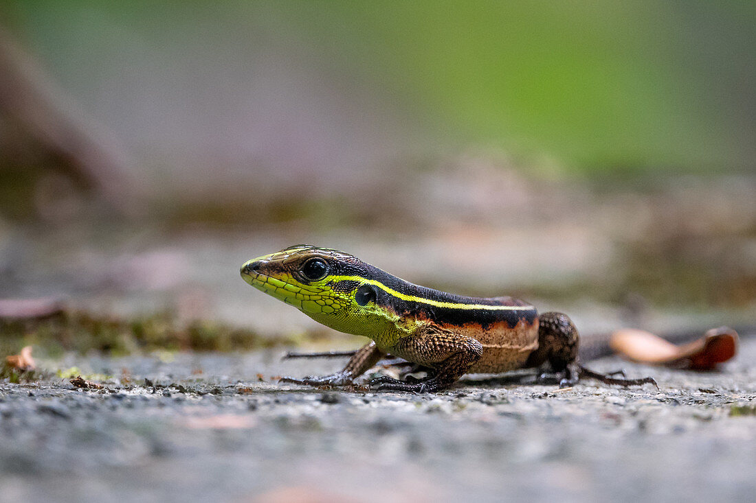 Small lizard in the rainforest on the Amazon near Manaus, Amazon Basin, Brazil, South America